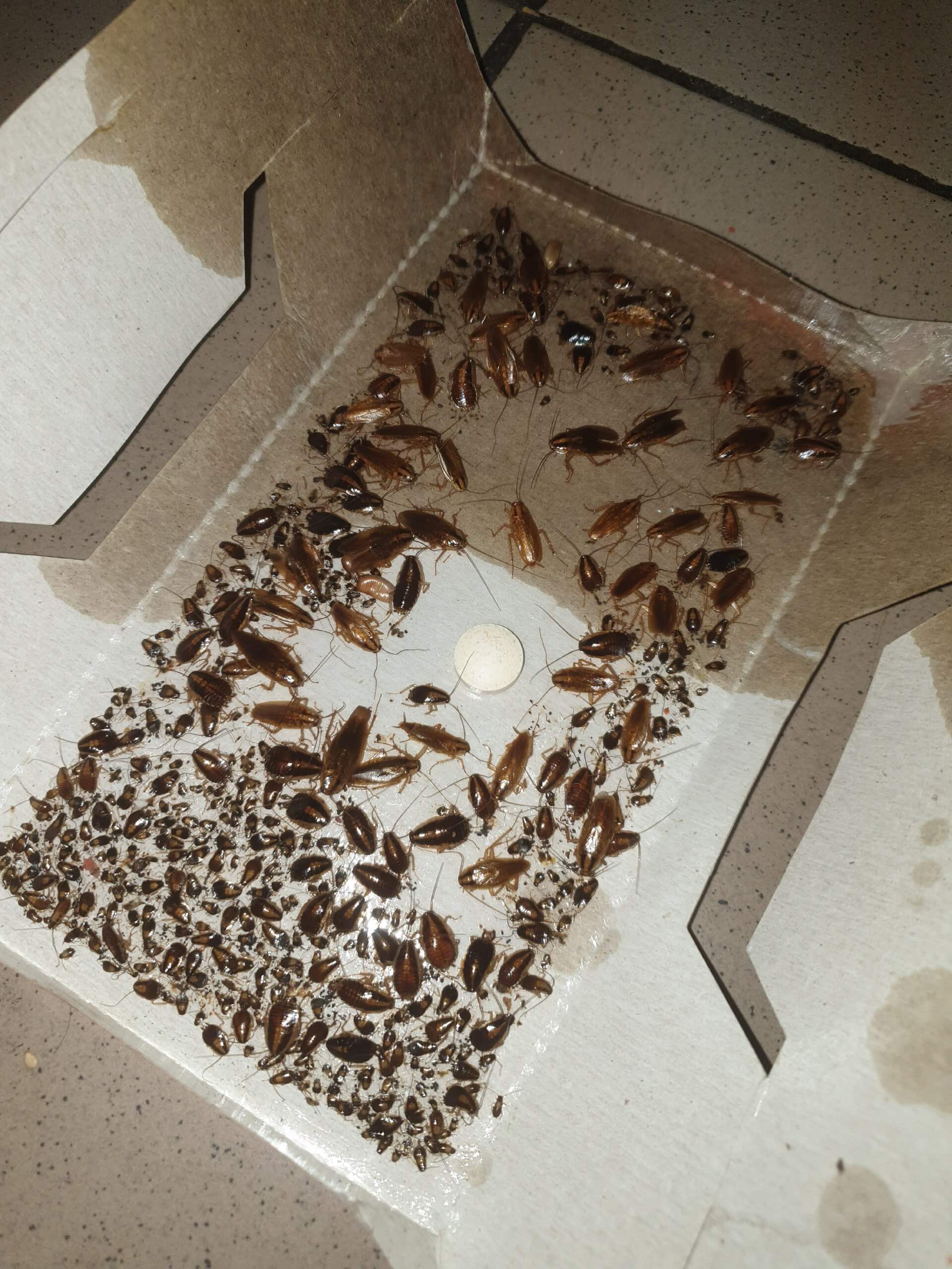 Уничтожение тараканов при сильном заражение в 2-ком квартире