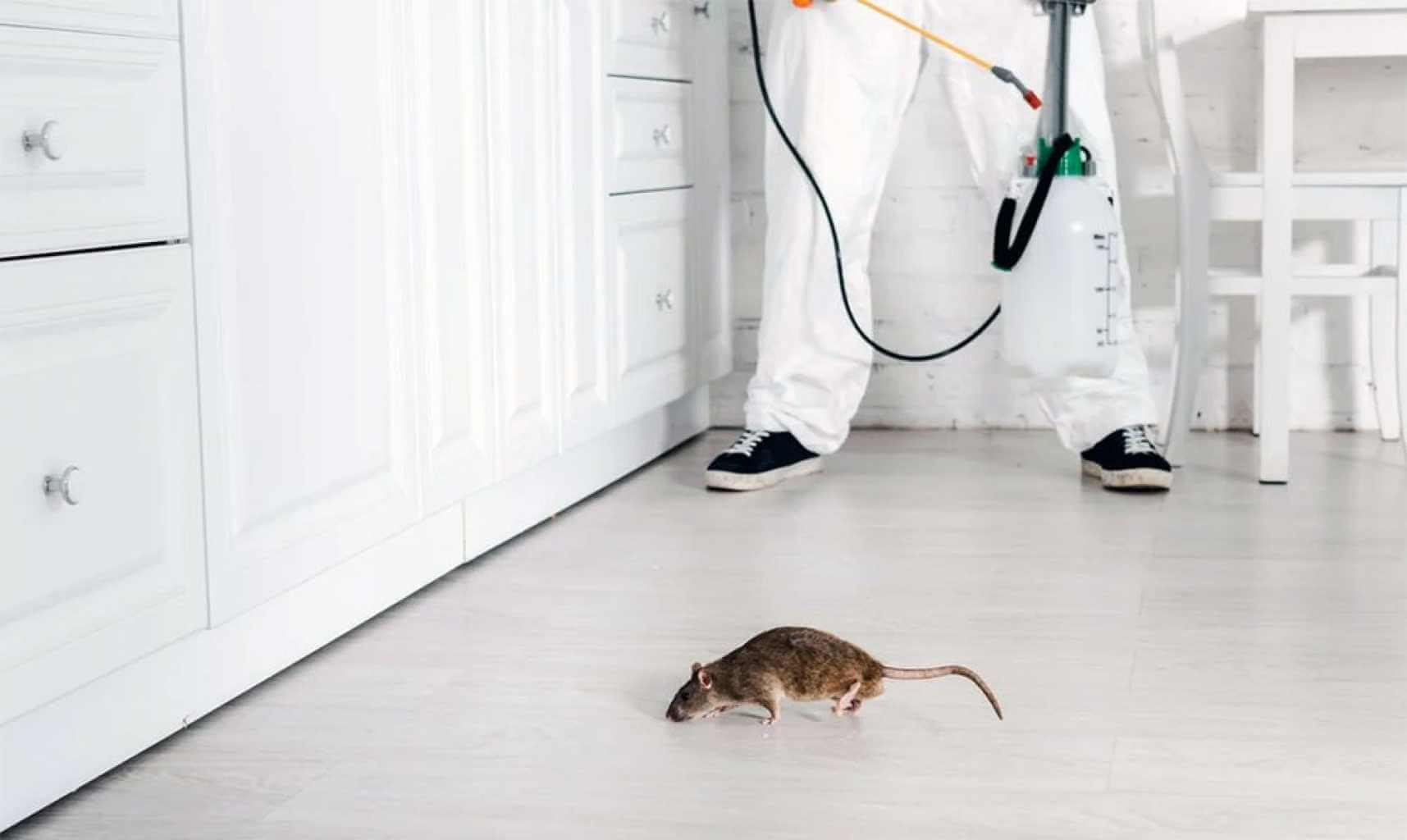 Уничтожение крыс и мышей